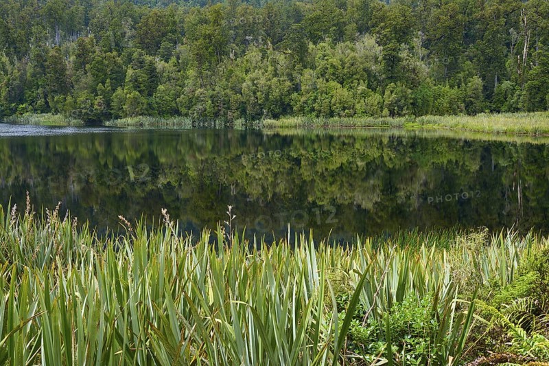Mirror edge on the shore, dense forest provides reflections in the water, summer, Lake Matheson, Fox Glacier, South Island, New Zealand