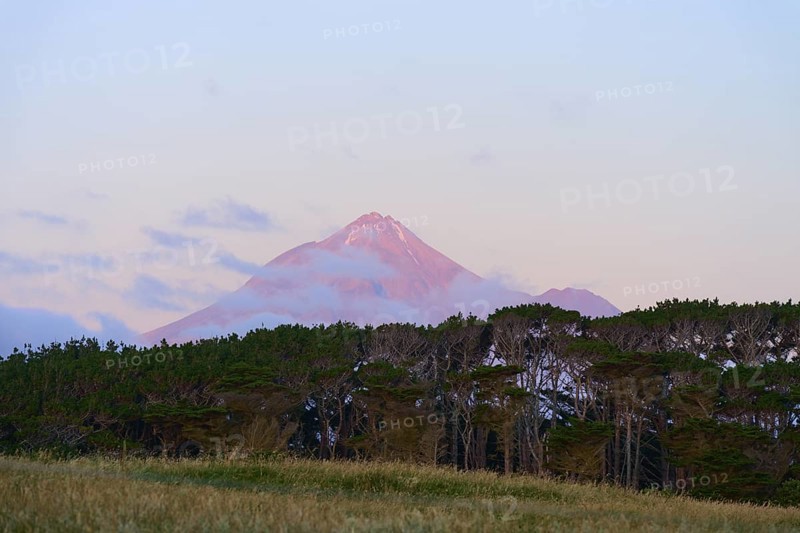 A volcano Mount Taranaki at dusk behind a row of trees with a slightly cloudy sky, summer, Opunake, Taranaki, North Island, New Zealand