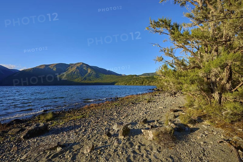 Calm lake with mountains in the background, a tree and stones line the shore under a clear sky, summer, Lake Rotoiti, Saint Arnaud, Tasman Region, South Island, New Zealand