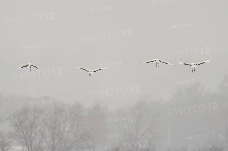 Manchurian cranes (Grus japonensis), in flight, Tsurui, Akan district, Hokkaido, Japan