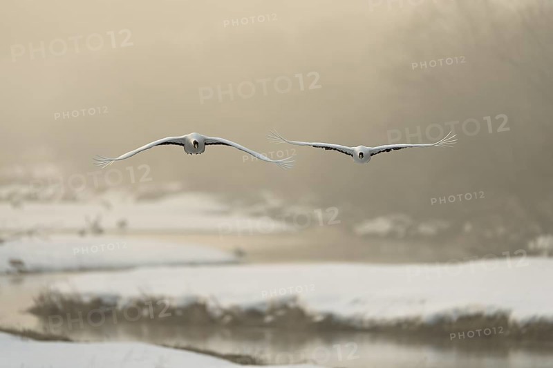 Manchurian cranes (Grus japonensis), in flight, winter, snow, river, Tsurui, Akan district, Hokkaido, Japan