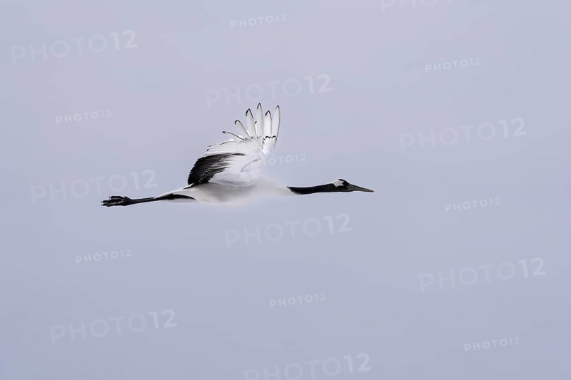 Manchurian crane (Grus japonensis), in flight, Tsurui, Akan district, Hokkaido, Japan