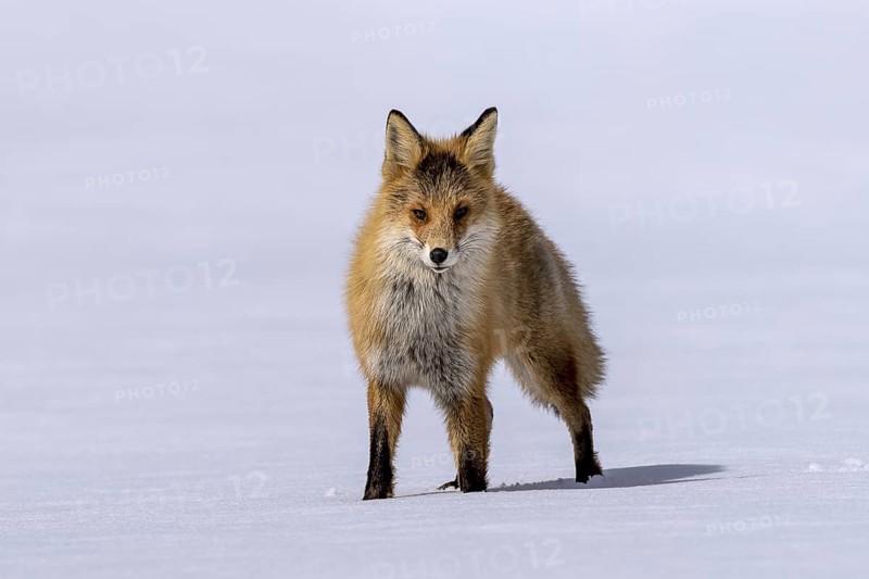 Ezo red fox (Vulpes vulpes schrencki), in the snow, Tsurui, Akan district, Hokkaido, Japan