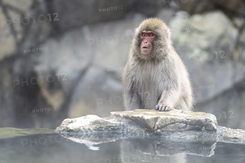 Japanese macaque (Macaca fuscata), in winter, Jigokudani Snow Monkey Park, Yamanouchi, Shimotakai, Nagano Prefecture, Japan