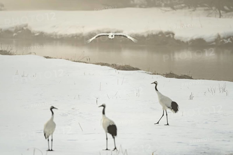 Manchurian crane (Grus japonensis), in flight, winter, snow, river, Tsurui, Akan district, Hokkaido, Japan