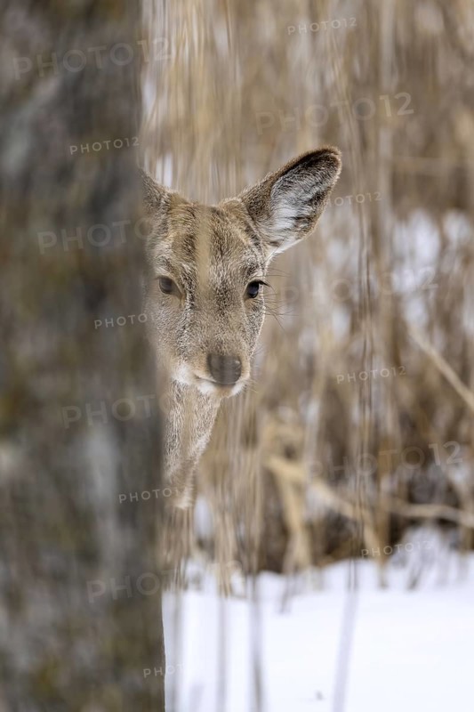 Hokkaido sika deer (Cervus nippon yesoensis), in the forest, in the snow, Tsurui, Akan district, Hokkaido, Japan