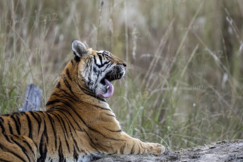 Royal Bengal tiger (Panthera tigris tigris), lying, grooming, Bandhavgarh National Park, Bahannara, Manpur, Madhya Pradesh, India