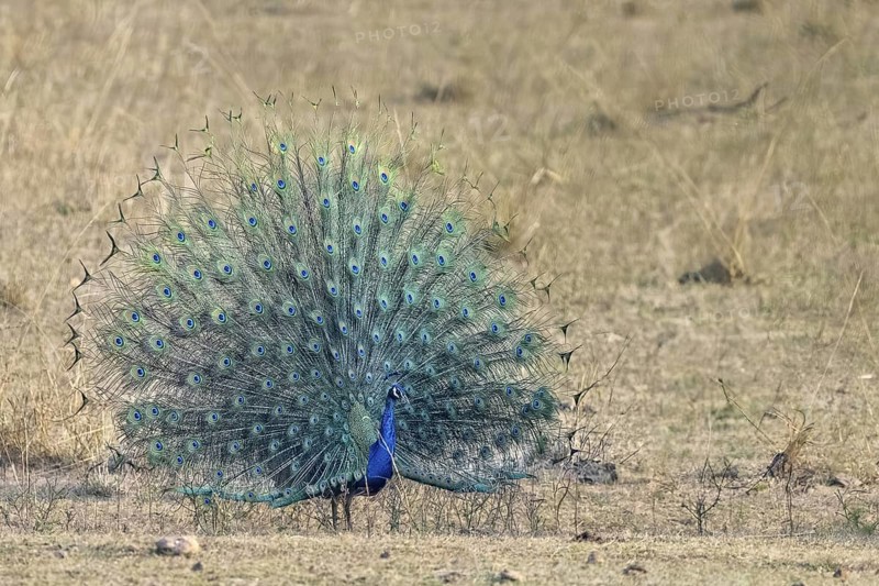 Indian peafowl (Pavo scalloped ribbonfish), male, in grassland, Bandhavgarh National Park, Bahannara, Manpur, Madhya Pradesh, India
