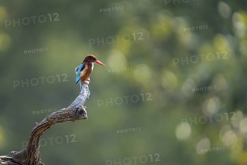 Brown kingfisher (Halcyon smyrnensis), sitting on a dead branch, Bandhavgarh National Park, Mairee, Manpur, Madhya Pradesh, India
