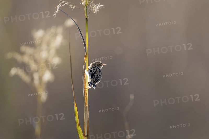 Cisticola juncidis, Bandhavgarh National Park, Bahannara, Manpur, Madhya Pradesh, India
