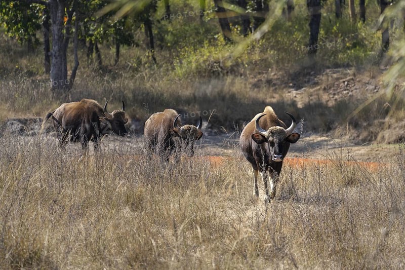 Gaur (Bos gaurus), running through grassland, Bandhavgarh National Park, Mahaman, Manpur, Madhya Pradesh, India