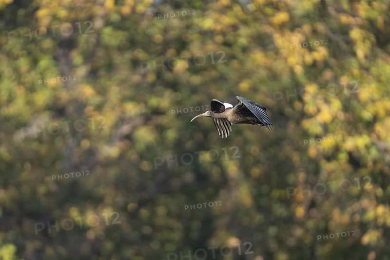 Warthog ibis (Pseudibis npapillosa), in flight, Bandhavgarh National Park, Mairee, Manpur, Madhya Pradesh, India