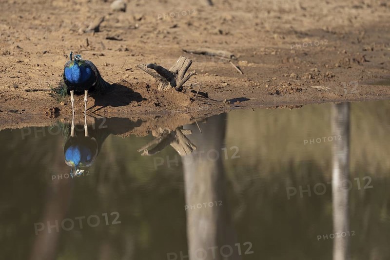 Indian peafowl (Pavo scalloped ribbonfish), male, reflected in the water, Bandhavgarh National Park, Mairee, Manpur, Madhya Pradesh, India