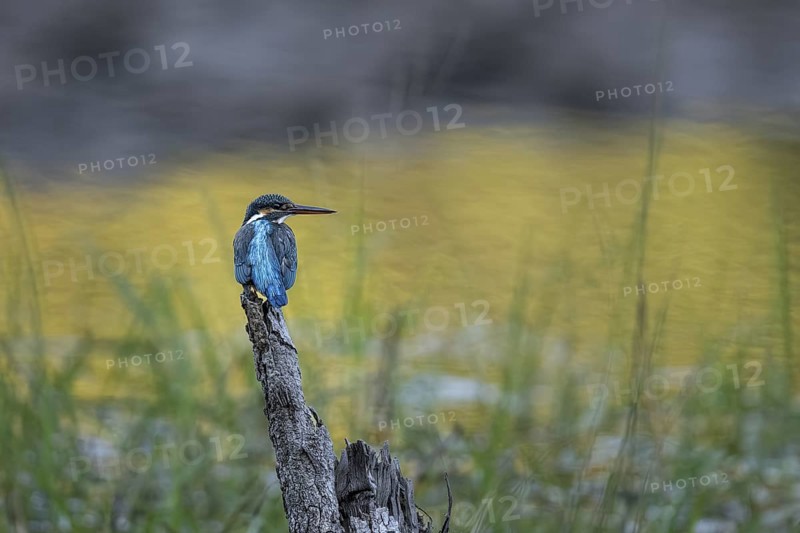 Kingfisher (Alcedo atthis), Bandhavgarh National Park, Bahannara, Manpur, Madhya Pradesh, India