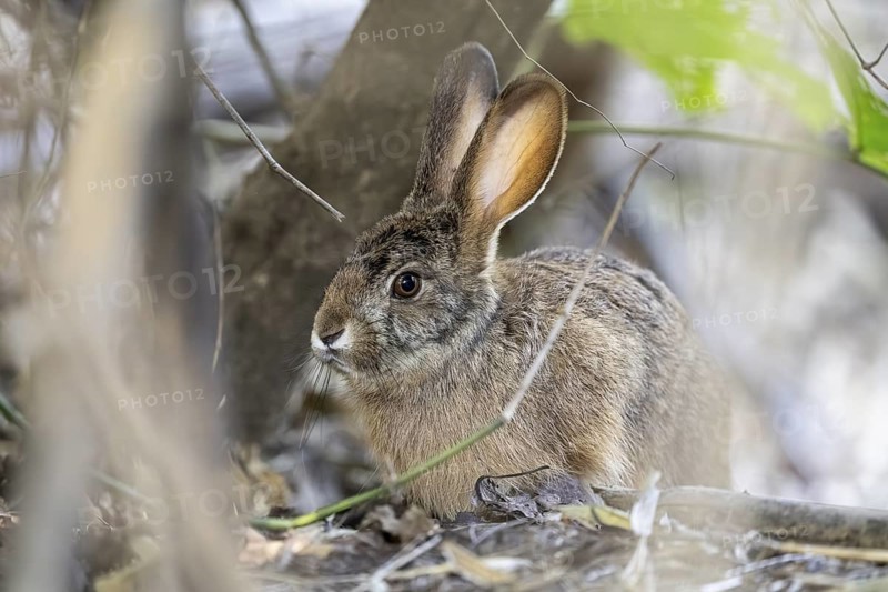Indian hare (Lepus nigricollis), Bandhavgarh National Park, Bahannara, Manpur, Madhya Pradesh, India