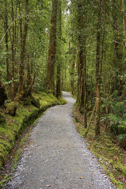 A winding path leads through the middle of a mossy forest full of tall trees, summer, Lake Matheson, Fox Glacier, South Island, New Zealand