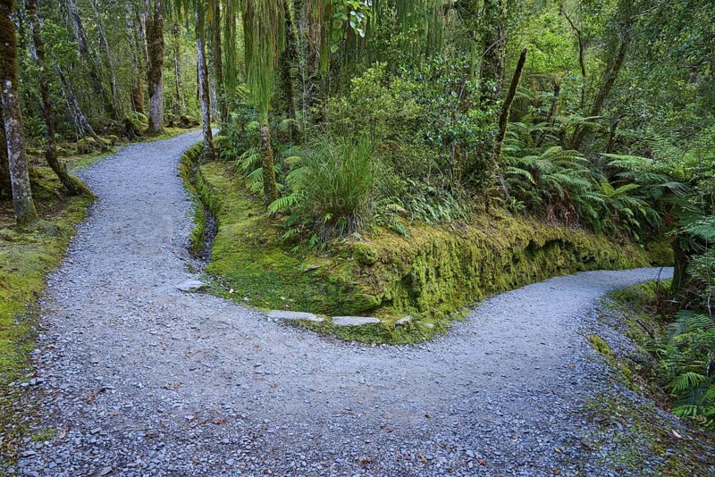 A forest path forks in a mossy area surrounded by ferns and tall trees, summer, Lake Matheson, Fox Glacier, South Island, New Zealand