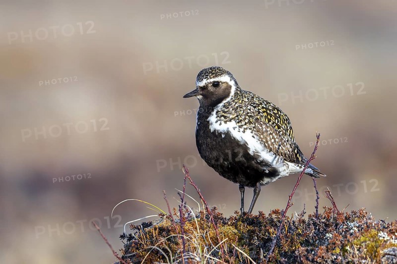 European golden plover, Eurasian golden plover (Pluvialis apricaria) male in breeding plumage on the tundra in spring, Jämtland, Sweden, Scandinavia