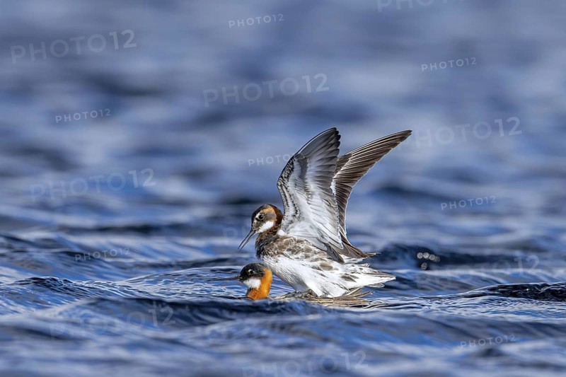 Red-necked phalarope, northern phalarope (Phalaropus lobatus) male and female couple in breeding plumage mating in pond on tundra in spring, Sweden