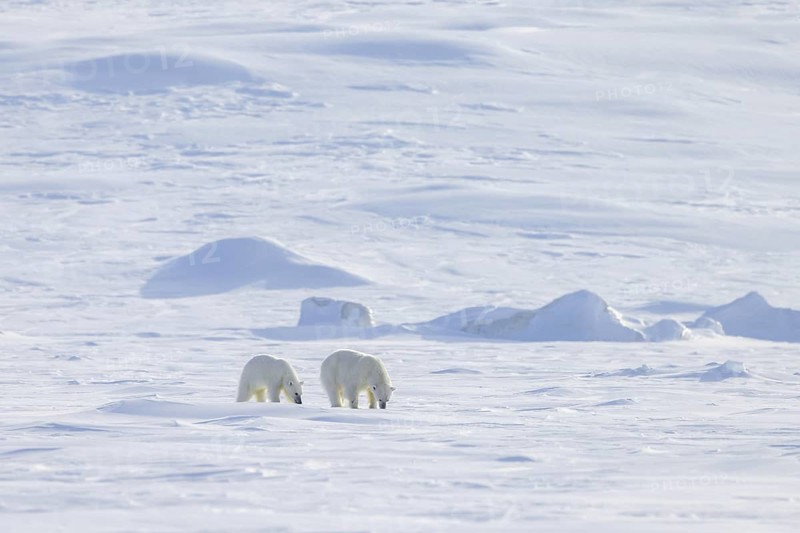 Female polar bear (Ursus maritimus) foraging with one cub on snow plain along the Svalbard coast in spring, Spitsbergen, Norway