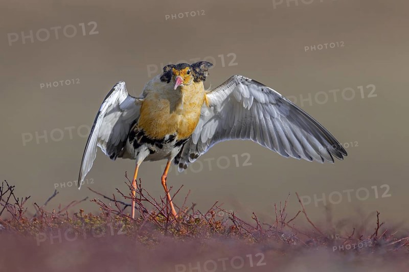 Ruff (Calidris pugnax) territorial male in breeding plumage displaying by flapping wings during courtship display at lek in spring, Scandinavia