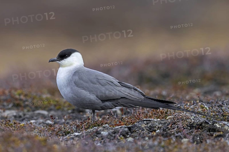 Long-tailed skua, long-tailed jaeger (Stercorarius longicaudus) adult in summer plumage, breeding plumage on the tundra in spring, Scandinavia