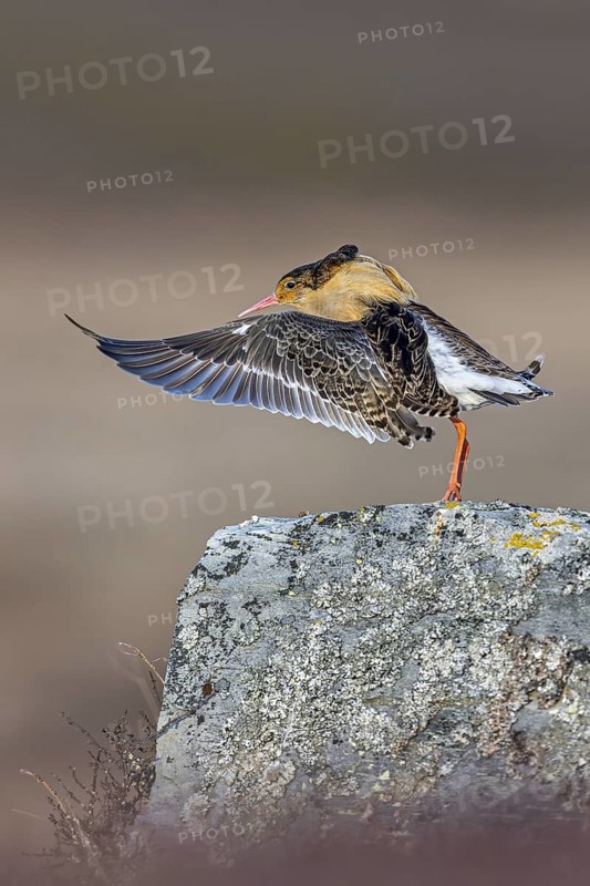 Ruff (Calidris pugnax) territorial male in breeding plumage displaying by flapping wings during courtship display at lek in spring, Scandinavia