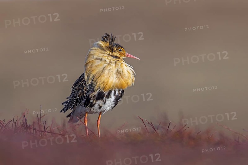 Ruff (Calidris pugnax) territorial male in breeding plumage at lek in spring, Scandinavia