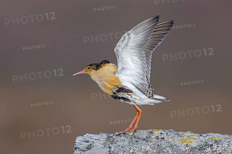 Ruff (Calidris pugnax) territorial male in breeding plumage displaying by flapping wings during courtship display at lek in spring, Scandinavia