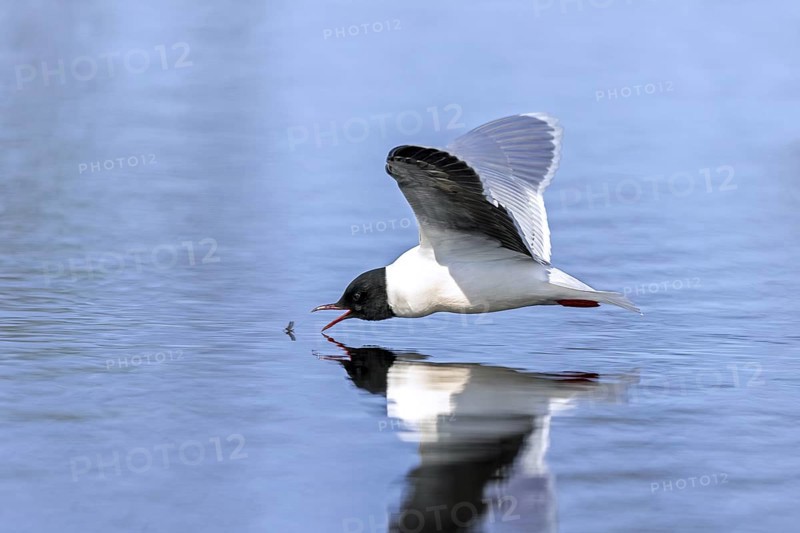 Hunting little gull (Hydrocoloeus minutus, Larus minutus) adult in summer plumage in flight catching mayfly from water surface of pond in spring