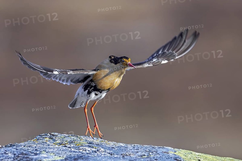 Ruff (Calidris pugnax) territorial male in breeding plumage displaying by jumping during courtship display at lek in spring, Scandinavia