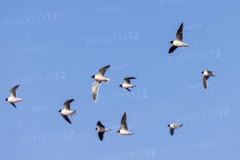 Flock of little gulls (Hydrocoloeus minutus) in breeding plumage flying against blue sky in spring