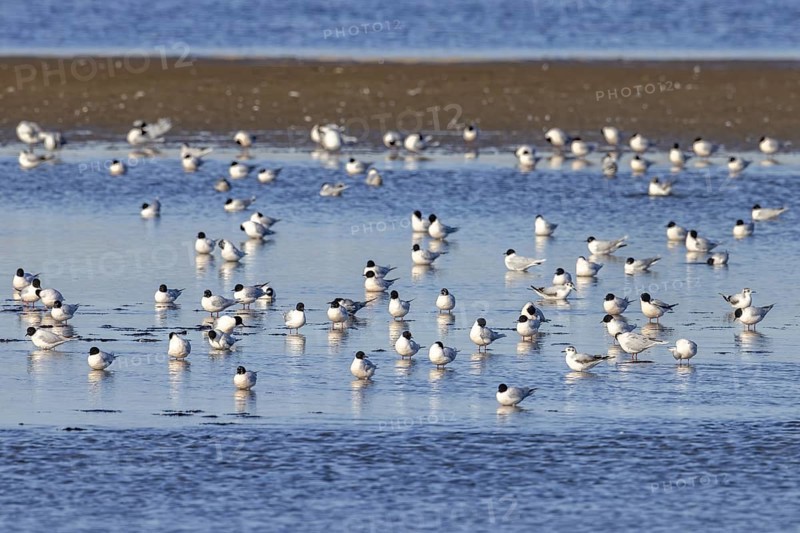 Flock of little gulls (Hydrocoloeus minutus) in breeding plumage resting in shallow water of saltmarsh along the North Sea coast in spring