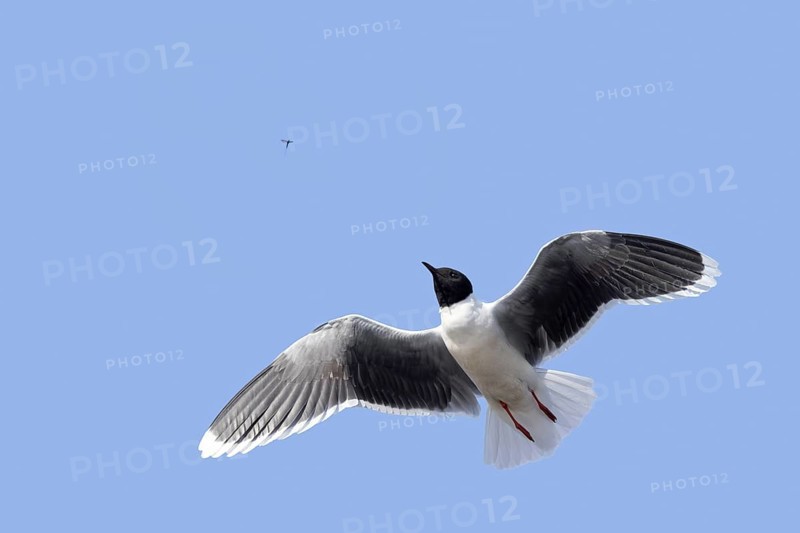 Flying little gull (Hydrocoloeus minutus, Larus minutus) adult in summer plumage catching mayfly in mid-air in spring