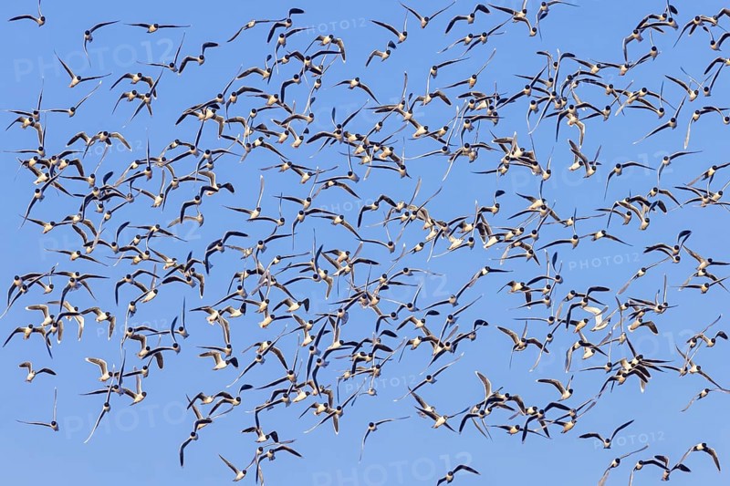 Huge flock of little gulls (Hydrocoloeus minutus) in breeding plumage flying against blue sky in spring