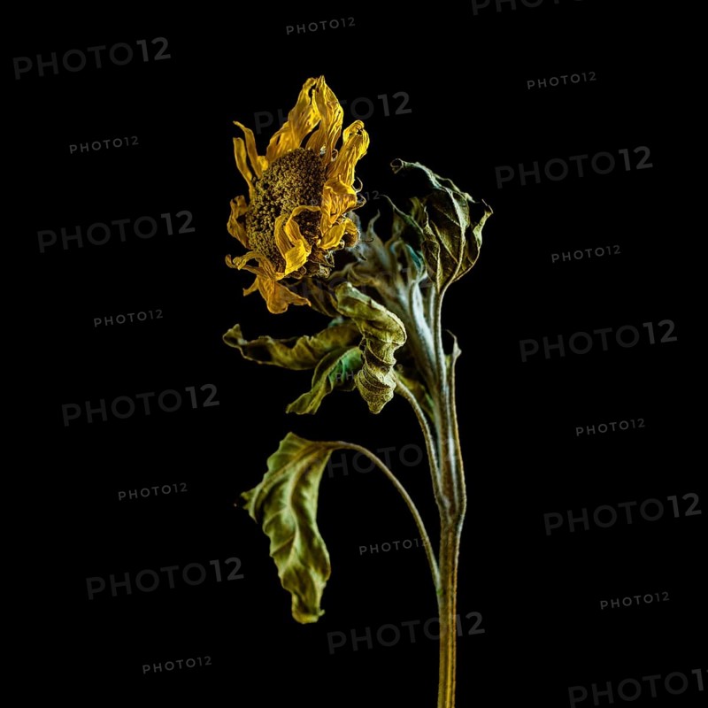 Dried sunflower reveals intricate details against dark background highlighting beauty of decay