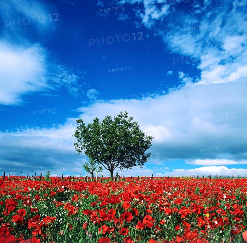 A stunning field of red poppies stretches across the landscape in Auvergne, France, with a lone tree standing prominently beneath a bright blue sky and fluffy white clouds