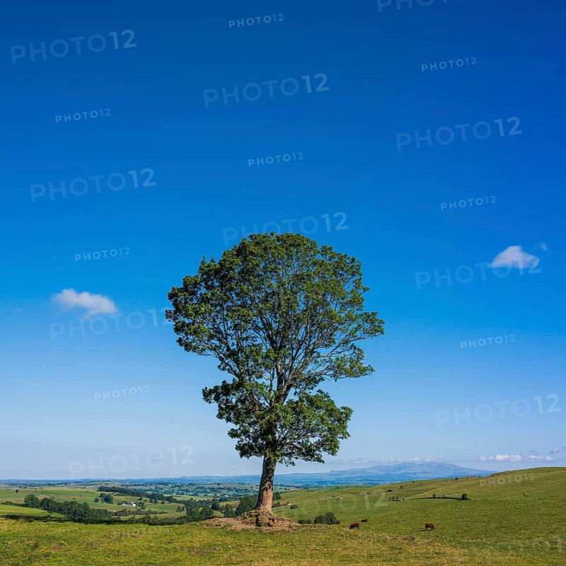 A solitary tree rises majestically against the backdrop of the serene Cantal landscape in Auvergne, France, highlighted by a vibrant blue sky, evoking tranquility and beauty