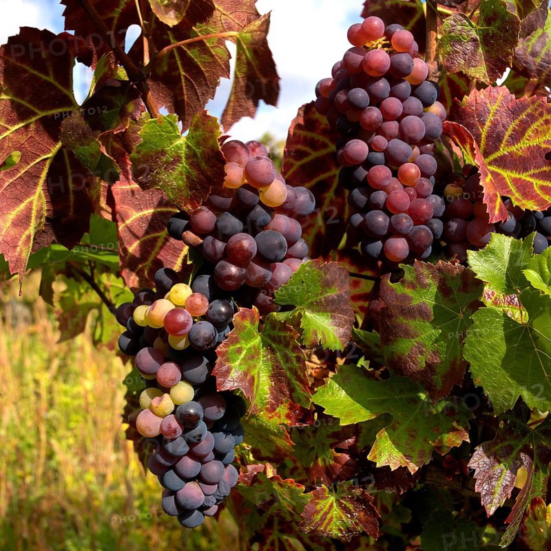 Bunches of ripe grapes dangle from vines in a picturesque French vineyard. The foliage showcases beautiful variations of green and red, highlighting the bounty of the harvest season