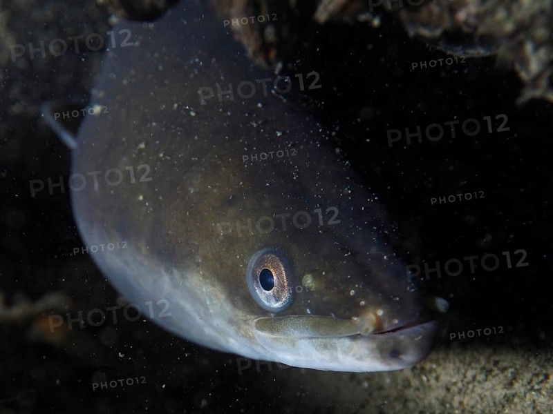Close-up of European eel (Anguilla anguilla) hiding under water, dive site Zollbrücke, Rheinau, Canton Zurich, Rhine, High Rhine, Switzerland, Germany