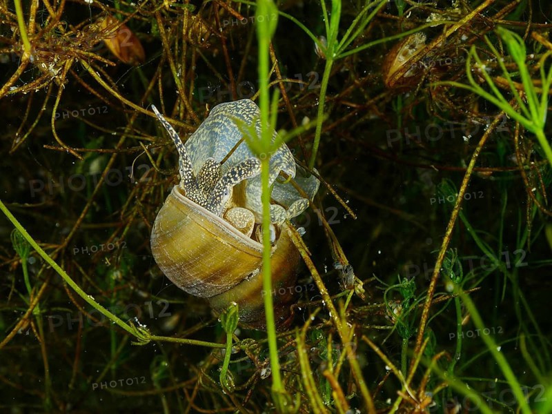 A river cover snail, Viviparus viviparus, on a carpet of aquatic plants with a complex pattern. Dive site Wildsau, Berlingen, Lake Constance, Switzerland, Germany