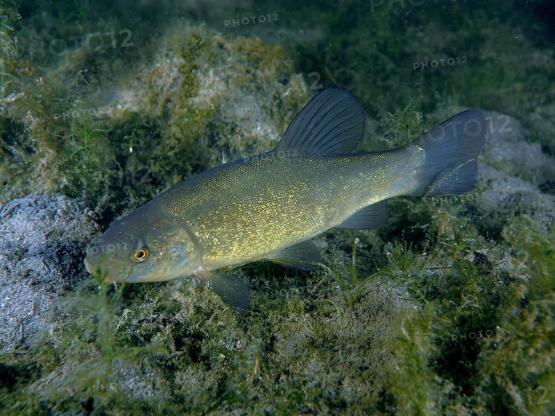 A fish, tench (Tinca tinca), swims in a natural environment with aquatic plants and algae. Dive site Zollbrücke, Rheinau, Canton Zurich, Rhine, High Rhine, Switzerland, Germany