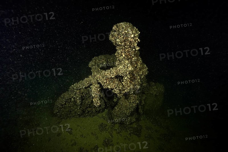 A cyclist was sunk in Lake Constance as an attraction for divers. It is now completely covered with quagga triangle mussels (Dreissena rostriformis bugensis), invasive species, Steilwand dive site, Wallhausen, Lake Constance, Germany
