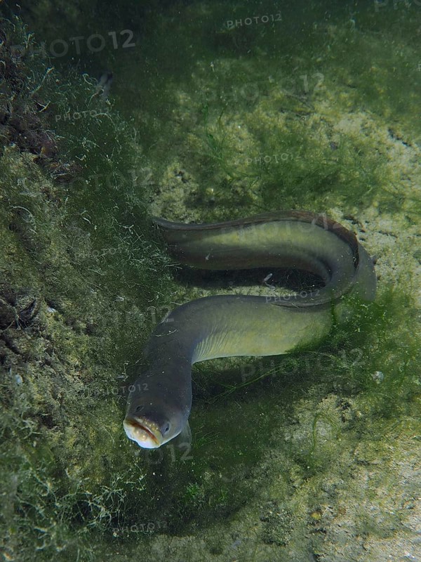 A European eel (Anguilla anguilla) swims between green algae on the bottom. Dive site Klosterinsel, Rheinau, Canton Zurich, Rhine, High Rhine, Switzerland, Germany