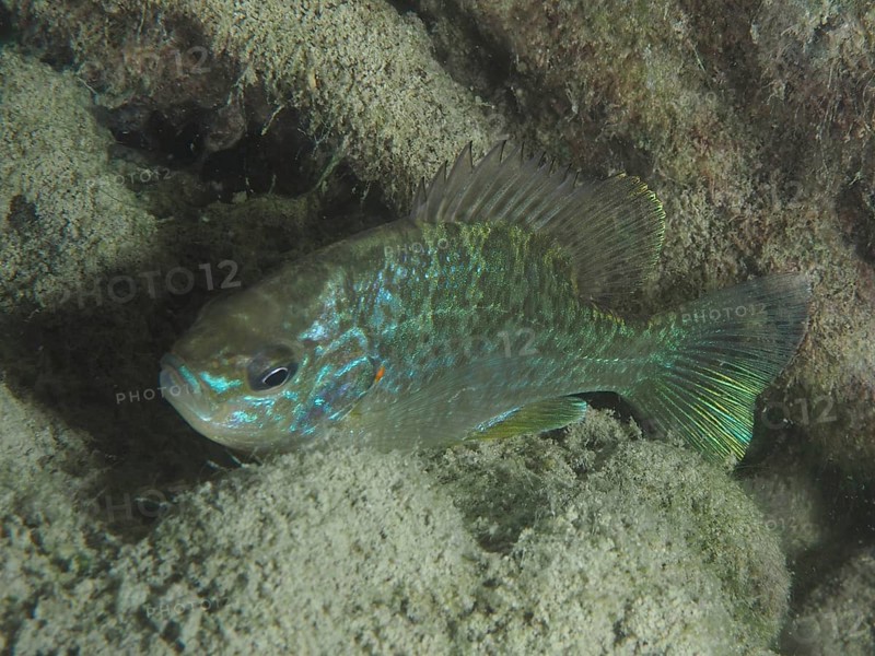 A pumpkinseed sunfish (Lepomis gibbosus), invasive species, hides between the rocks in the water. Terlinden dive site, Küsnacht, Lake Zurich, Canton Zurich, Switzerland