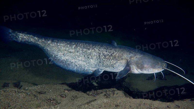 A large catfish (Silurus glanis), Waller, swimming in dark water during the night. Dive site Zollbrücke, Rheinau, Canton Zurich, Rhine, High Rhine, Switzerland, Germany
