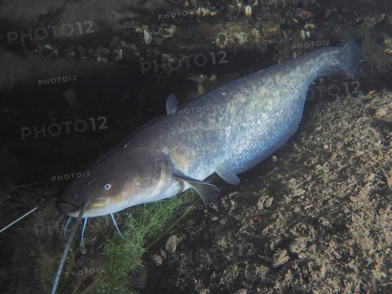 A large catfish (Silurus glanis), Waller, rests between stones in a calm underwater environment. Dive site Zollbrücke, Rheinau, Canton Zurich, Rhine, High Rhine, Switzerland, Germany