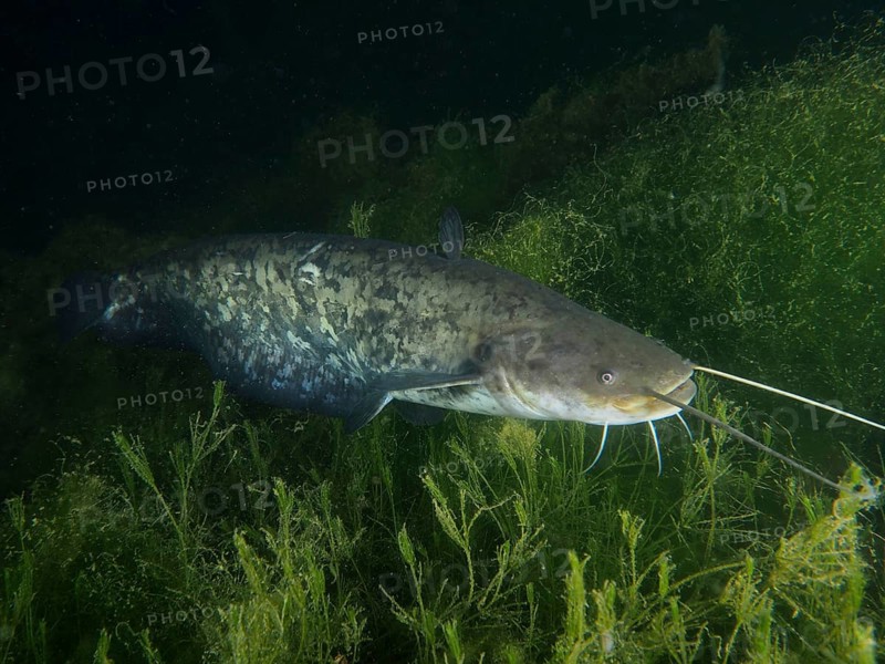 A large catfish (Silurus glanis), Waller, swimming at night through dense underwater plants, dive site Zollbrücke, Rheinau, Canton Zurich, Rhine, High Rhine, Switzerland, Germany