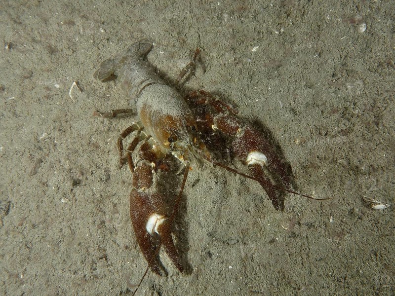 Signal crayfish (Pacifastacus leniusculus), American crayfish, invasive species, with large claws on a sandy substrate under water. The white spots on the claws are clearly visible. Terlinden dive site, Küsnacht, Lake Zurich, Canton Zurich, Switzerland