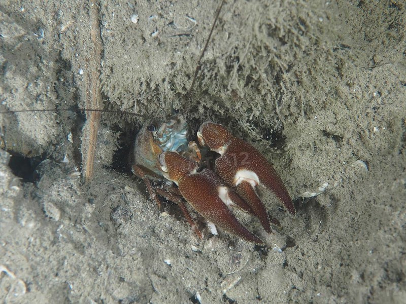 A signal crayfish (Pacifastacus leniusculus), American crayfish, invasive species, with distinctive claws hides in a cave and shows its natural protective posture. Terlinden dive site, Küsnacht, Lake Zurich, Canton Zurich, Switzerland